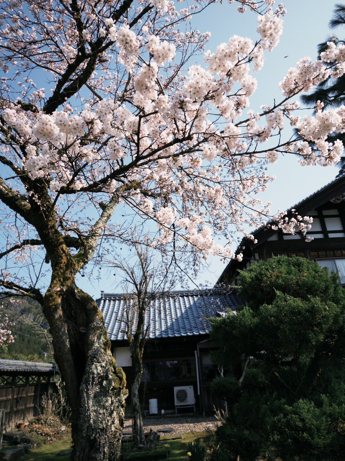 樱花与主屋