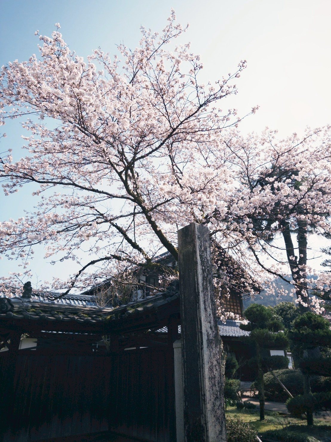 樱花与庭园门