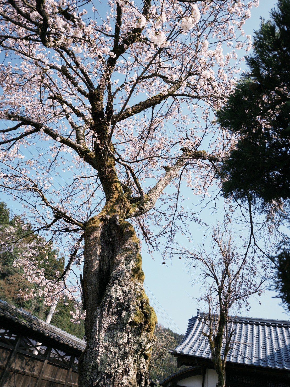 古樱树