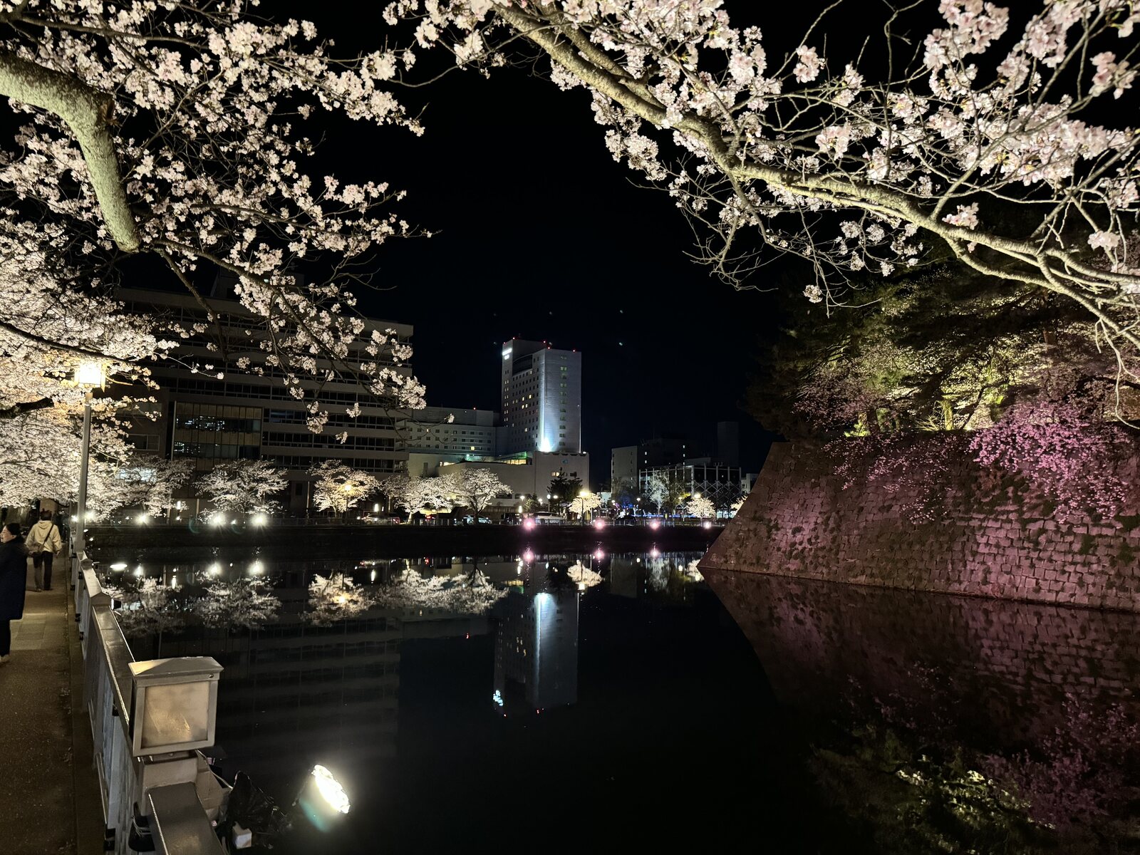 福井城址护城河的夜樱（车程约20分钟）
