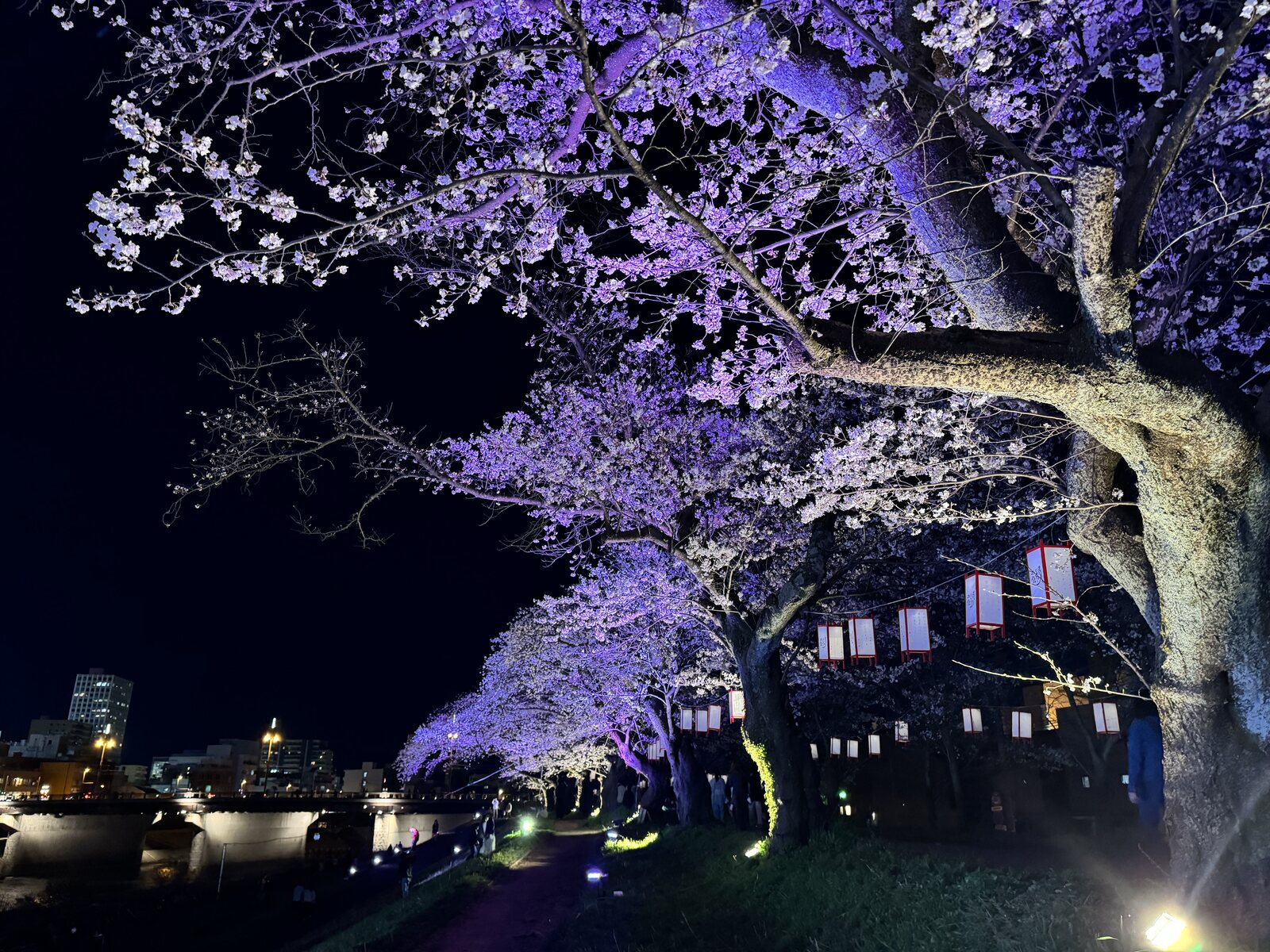 足羽川的夜樱（车程约20分钟）
