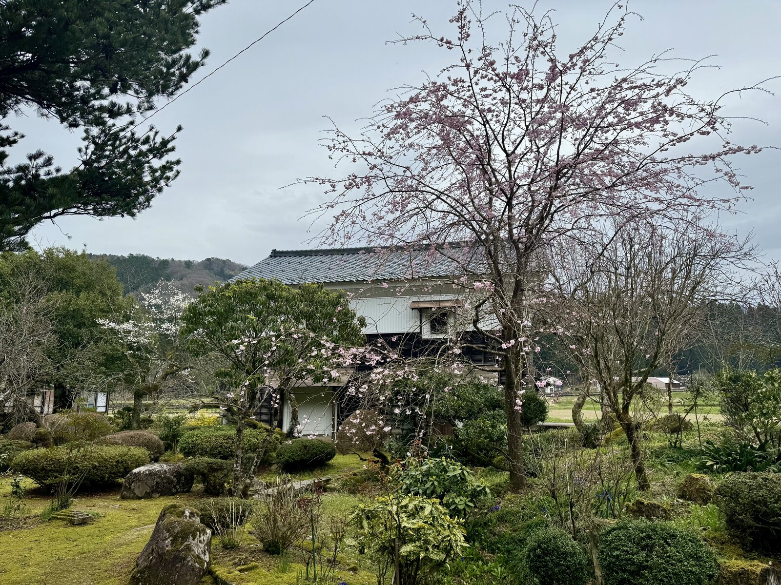 春日庭园与垂枝樱