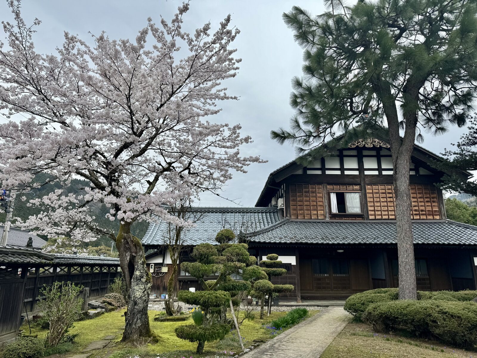 樱花与主屋