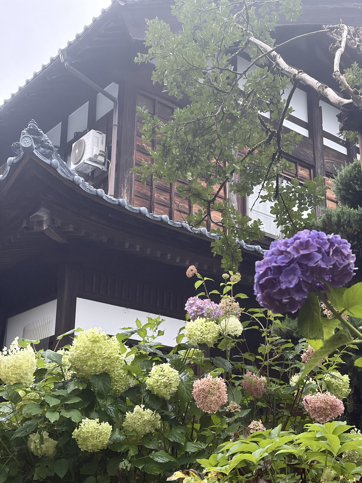 瓦屋顶与绣球花