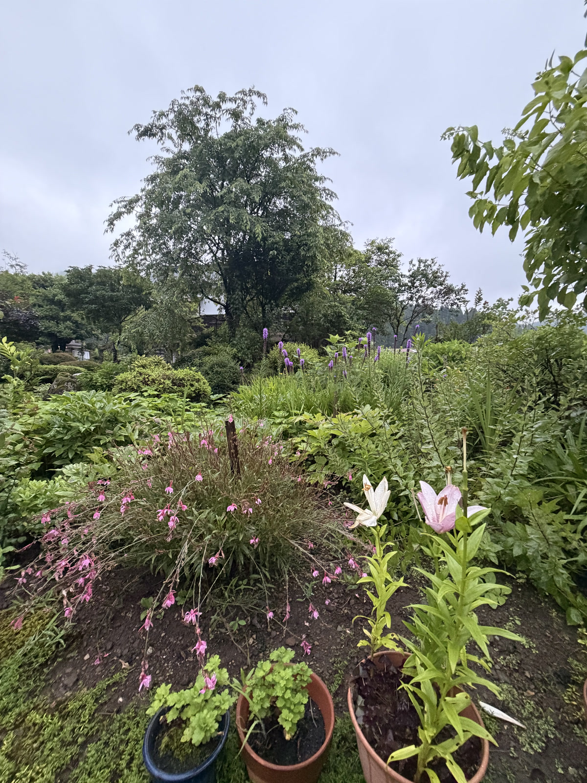 夏草繁茂的庭园
