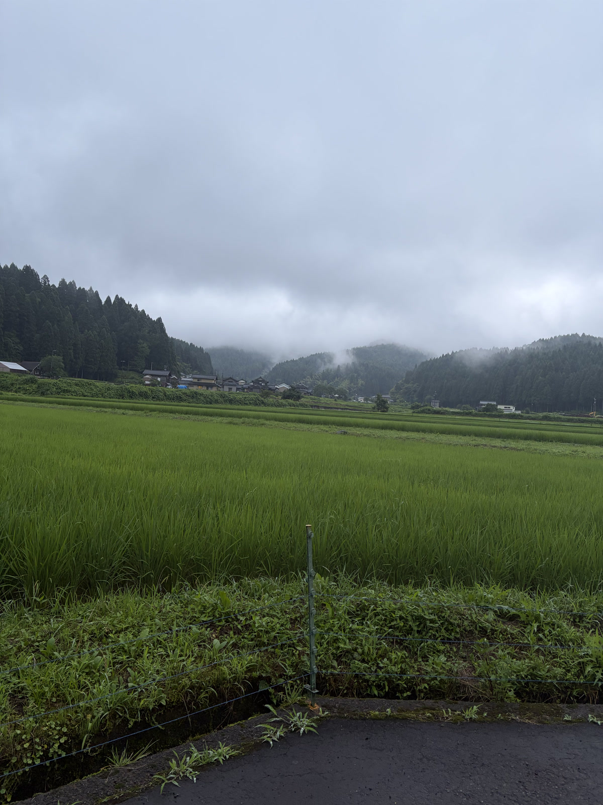 雾山与青翠稻田