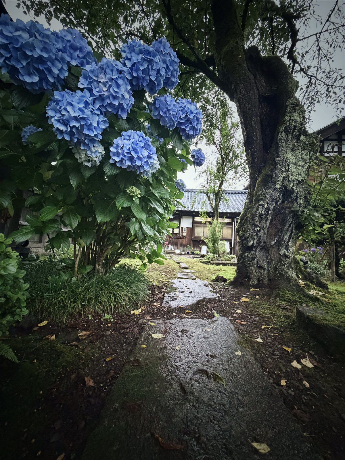 依偎古树的绣球花
