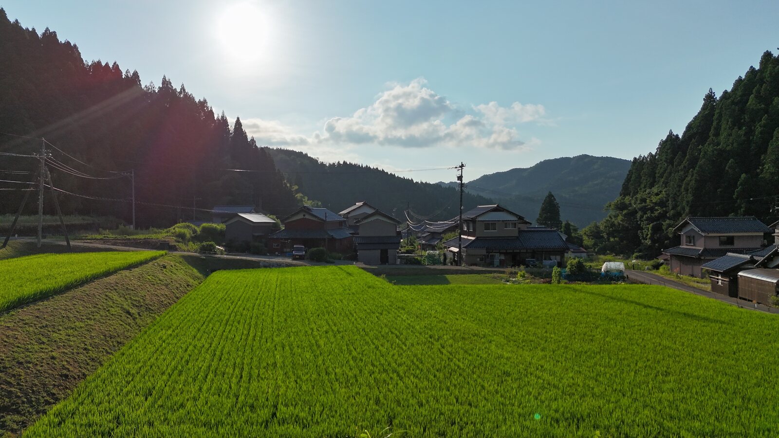 夕阳与稻穗
