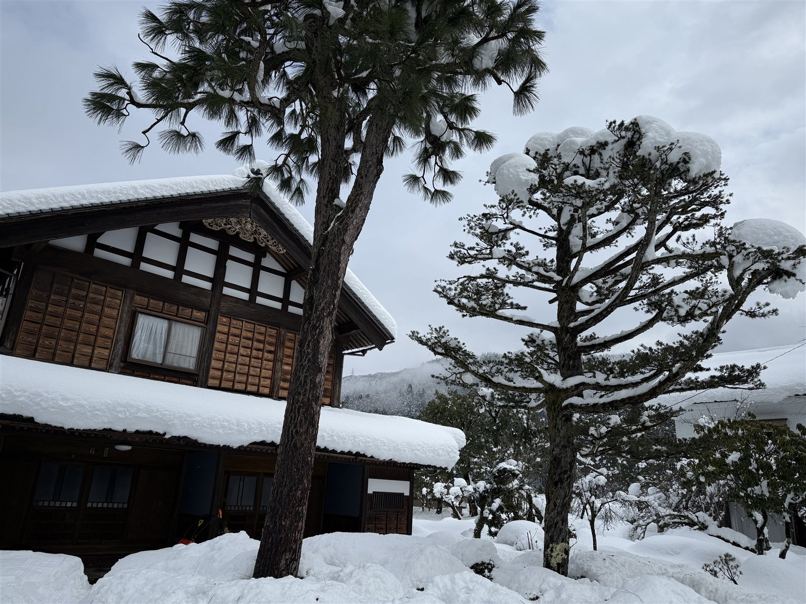 雪松与主屋